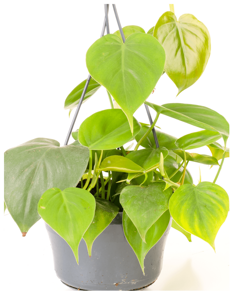 Plantogallery  Philodendron Scandens Oxycardium, Heart-Leaf Philodendron - Plant