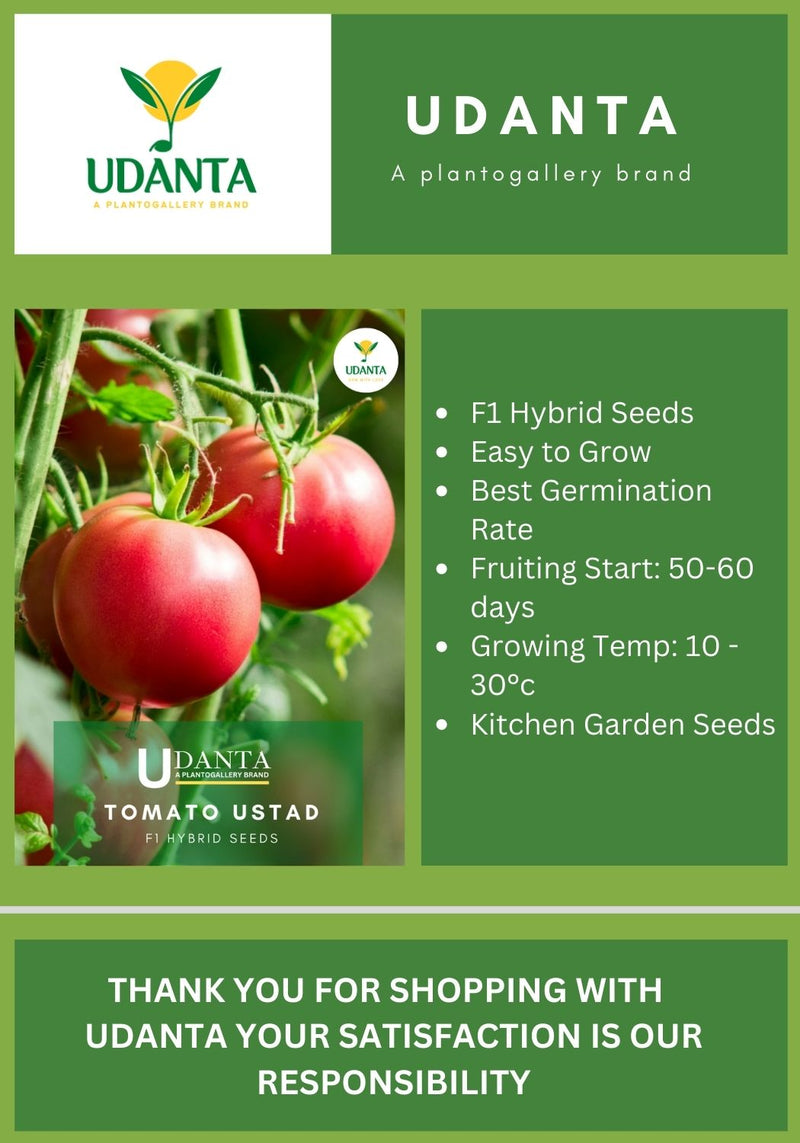 Udanta F1 Hybrid Tomato Seeds For Home Garden Qty 30 Seeds