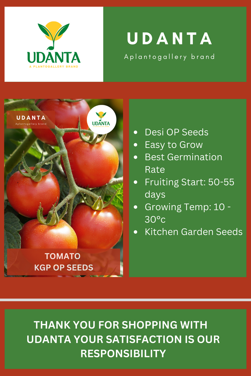 Udanta Tomato Ustad Vegetable Seeds For Kitchen Garden Avg 30-40 Seeds Pkts