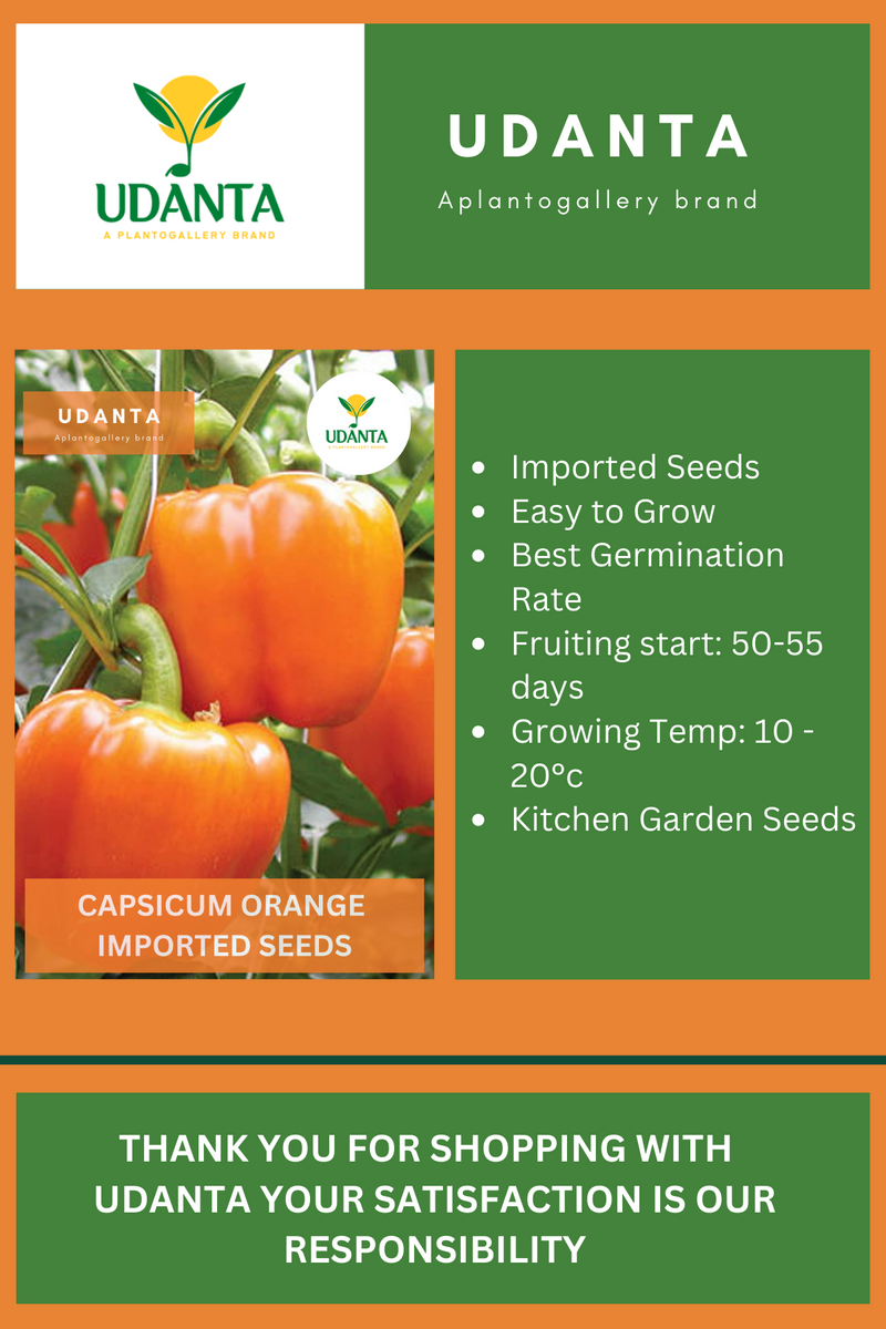 Udanta Capsicum Orange Vegetable Seeds For Kitchen Garden Avg 10 Seeds Pkts