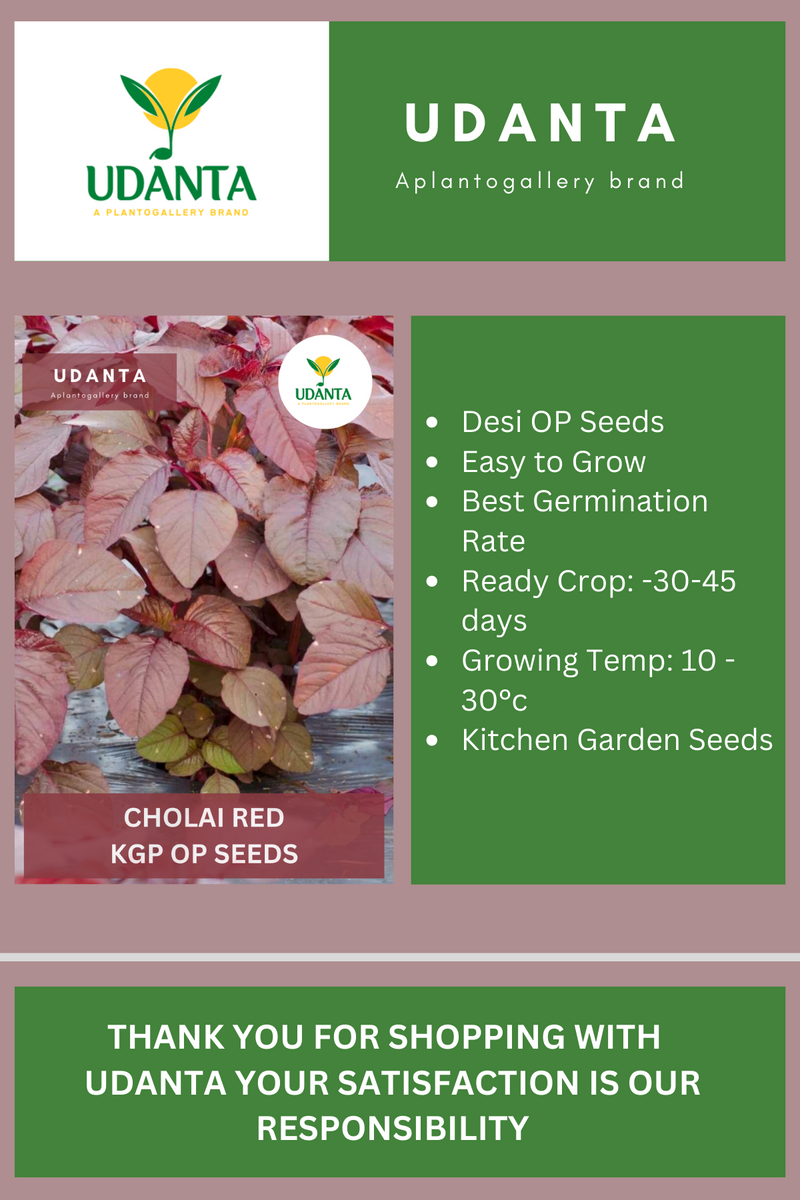 Udanta Amaranth Red Vegetable Seeds For Kitchen Garden Avg 30-40 Seeds Pkts