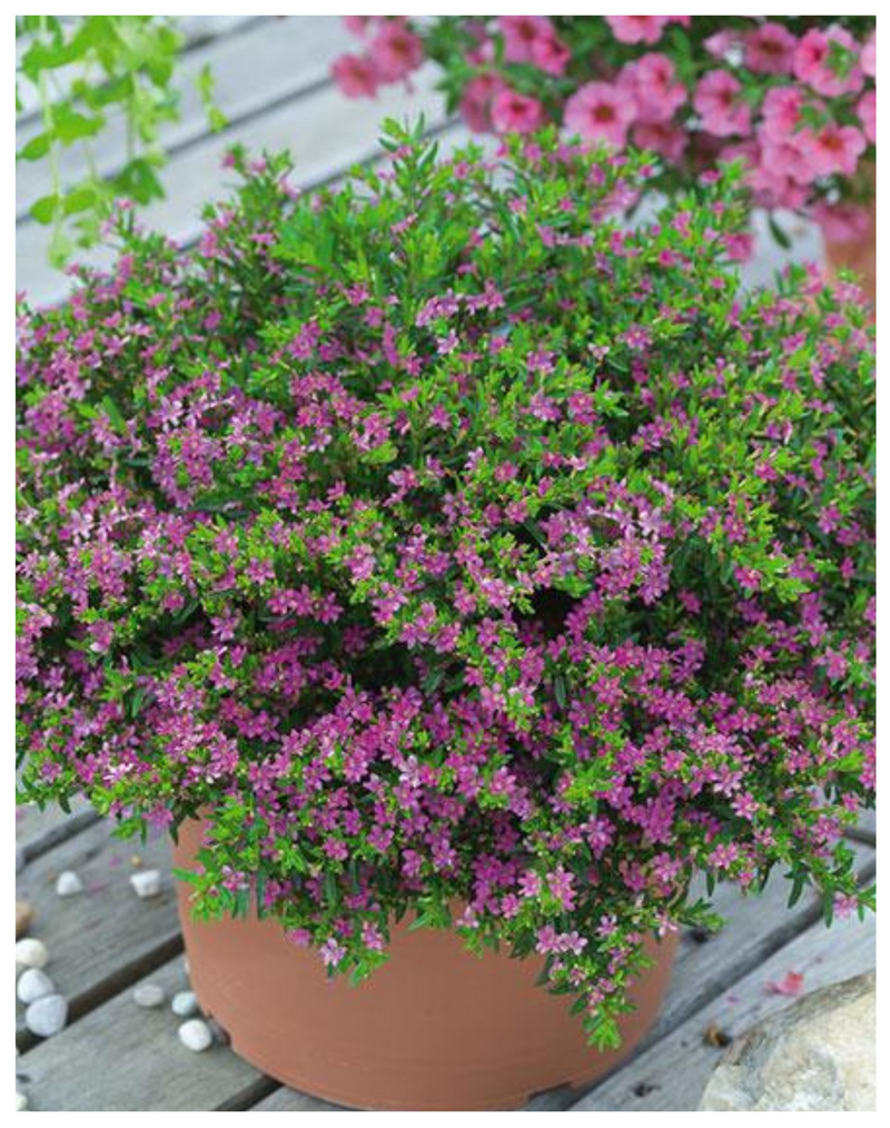 Plantogallery I Cuphea Flower Plant For All Season & Home Gardening