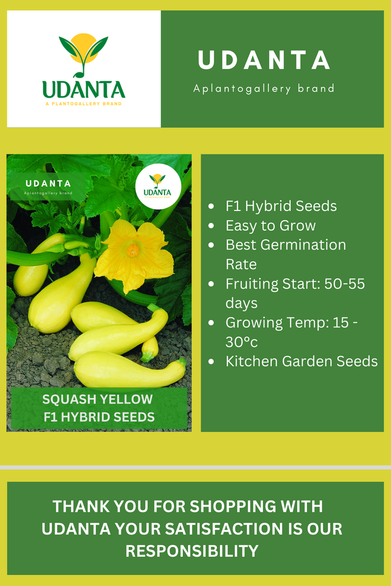 Udanta Squash Yellow Vegetable Seeds For Kitchen Garden Avg 10 Seeds Pkts