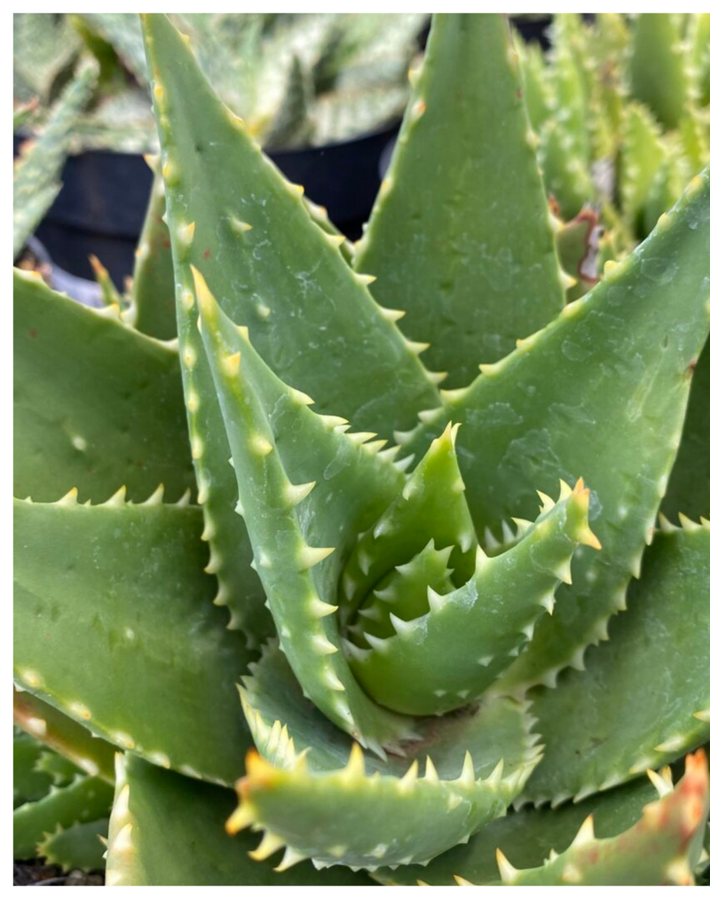 Plantogallery Aloe hybrid 'T. Rex’ succulent plants