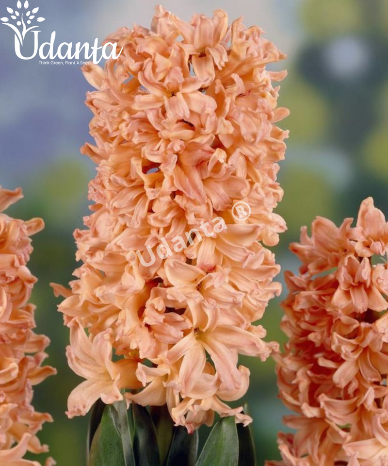 hyacinth-queen-plantogallery
