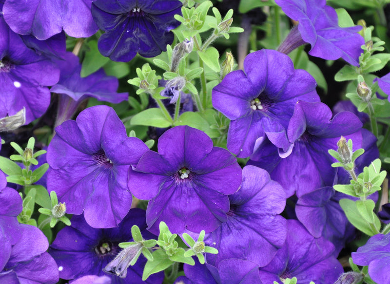 udanta-petunia-purple-by-udanta
