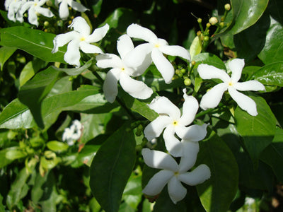 Chandni-Single-Crepe-Jasmine-Flower