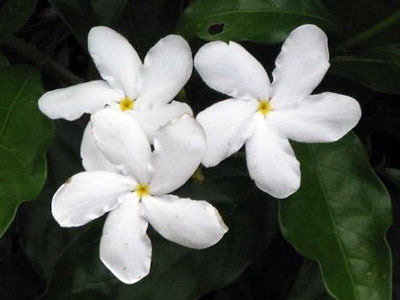 Chandni-Single-Crepe-Jasmine-Flower-Plants