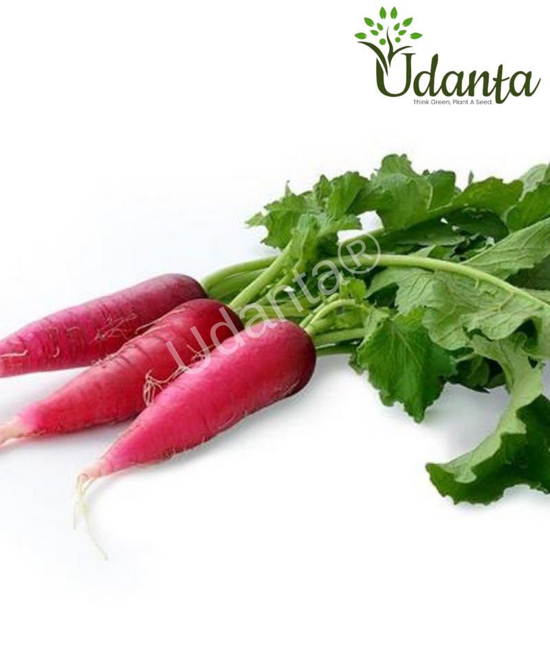 Plantogallery Raddish Red Long Vegetable Seeds For Home Gardening