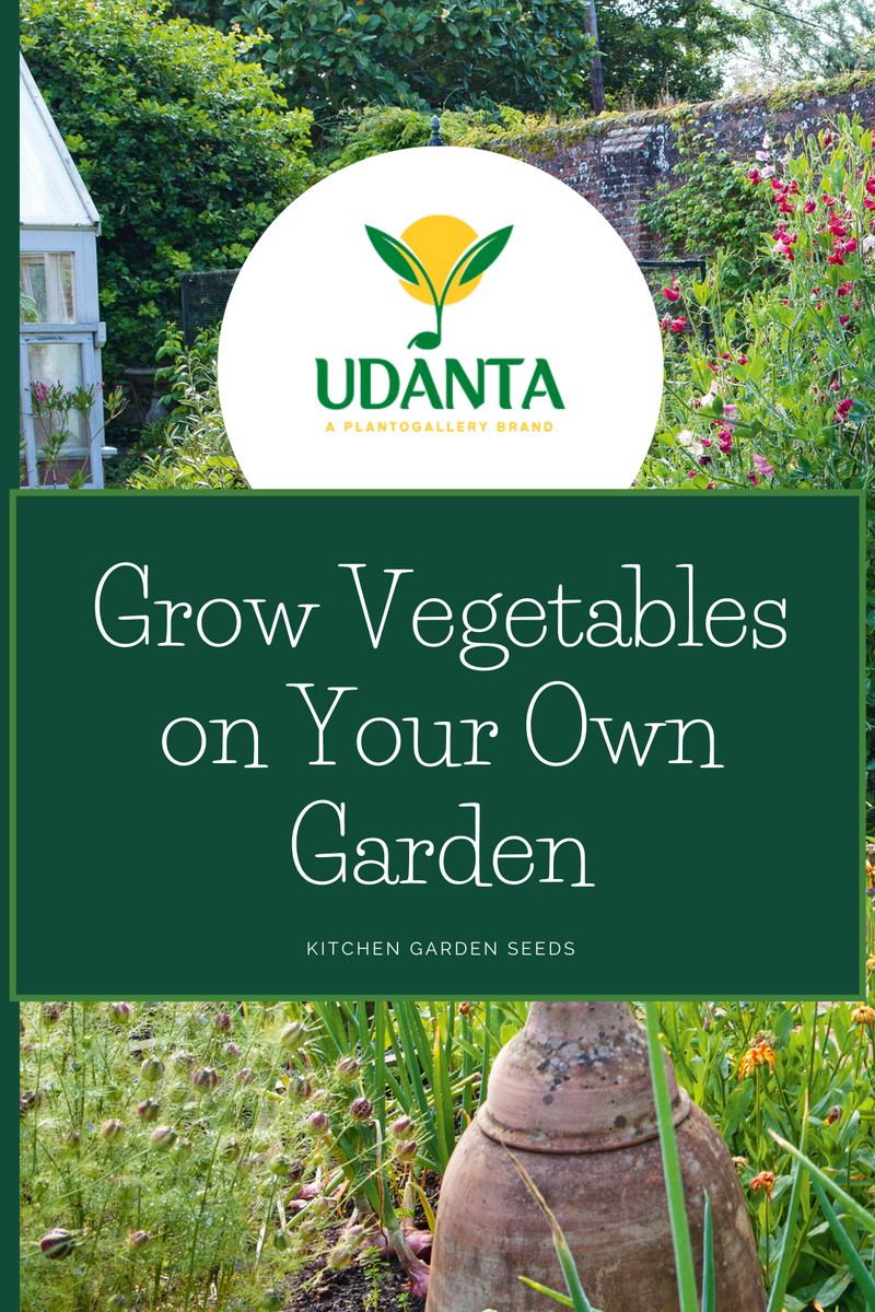 Udanta Sweet Pepper Red Vegetable Seeds For Kitchen Garden Avg 30-40 Seeds Pkts