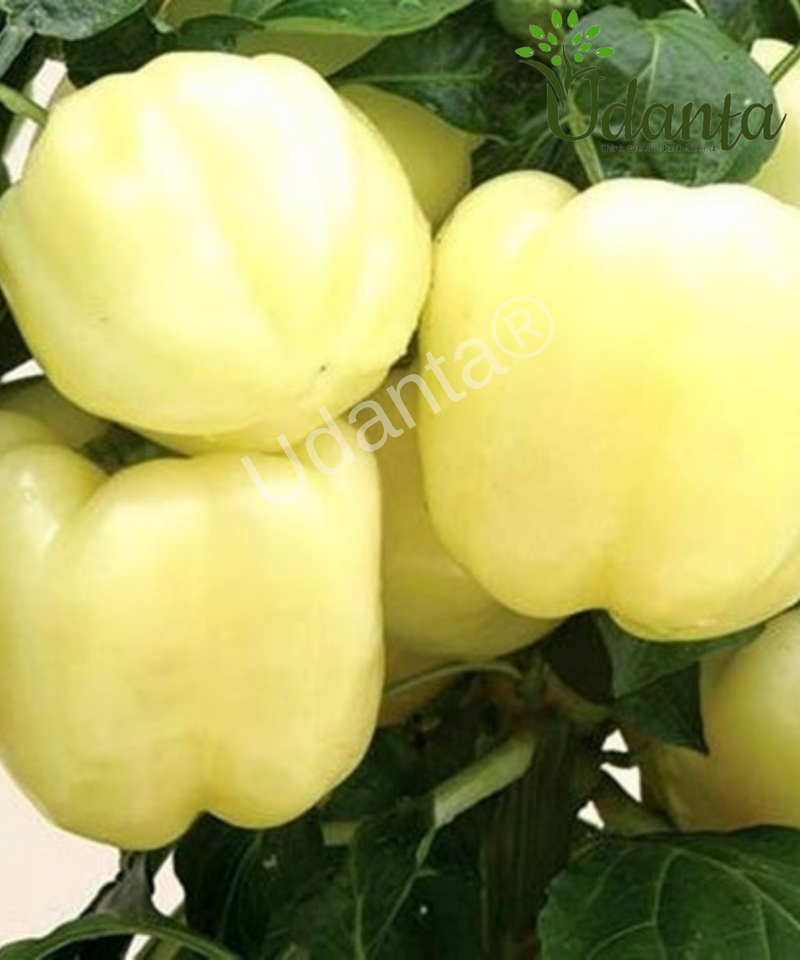Plantogallery Capsicum White Vegetable Seeds For Home Gardening