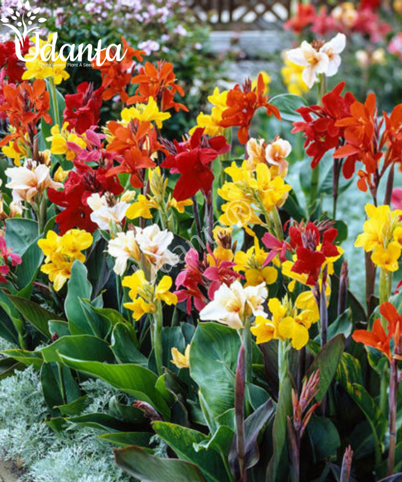 Plantogallery  Canna lily exotic important flower bulbs for home gardening Pack Of 5