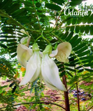 Plantogallery Sesbania Grandiflora - Vegetable Hummingbird Plant Seeds