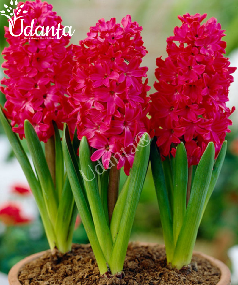 Hyacinth "Jan Bos" Imported Flower Bulbs - Pack of 5 Bulbs By Plantogallery