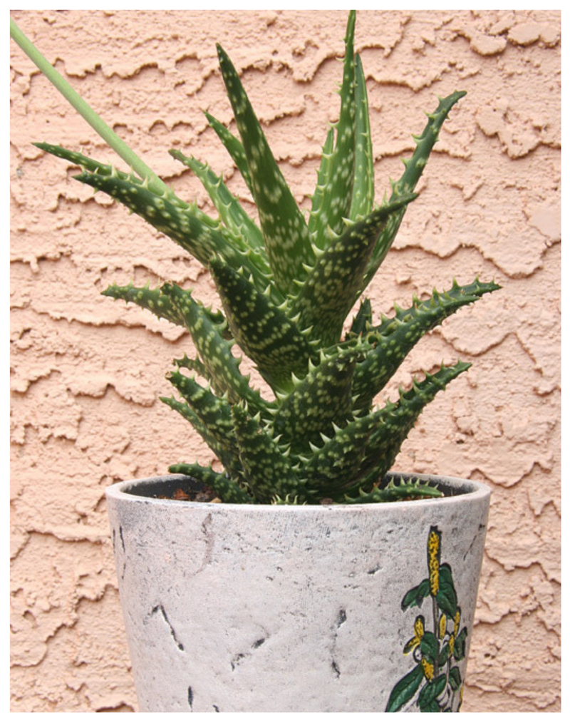 Plantogallery Hybrid aloe(Aloe hybrid 'Minnie Belle’) succulent plant