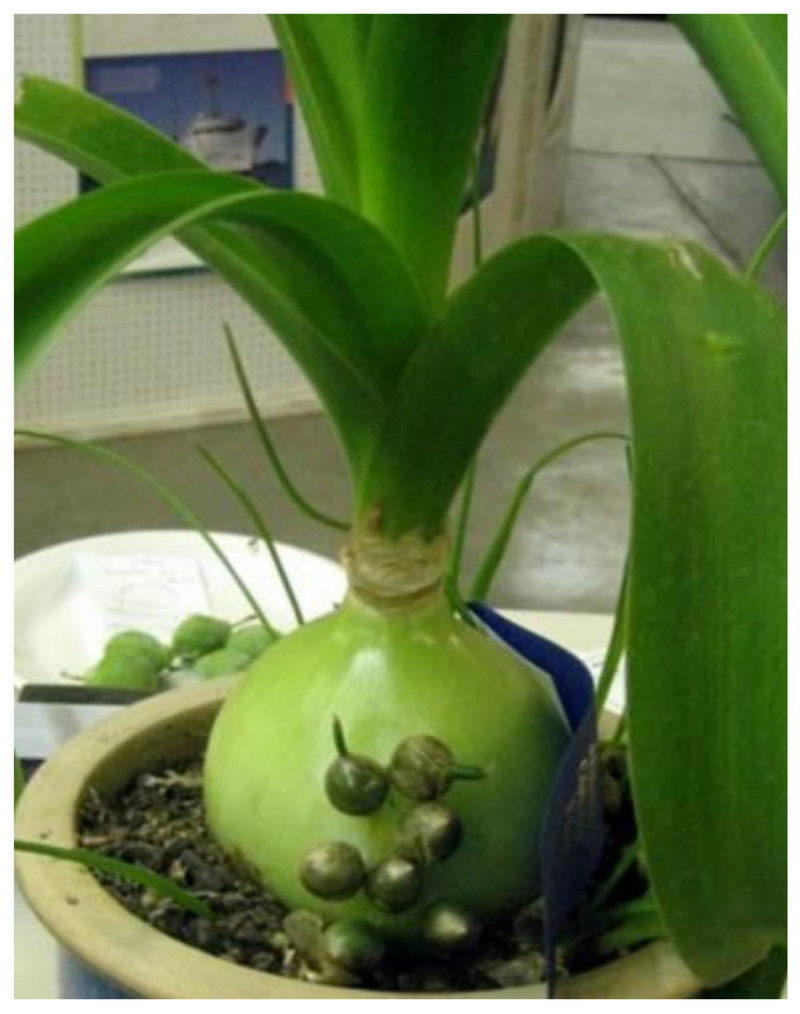 Plantogallery Albuca bracteata (pregnant onion) succulent plant