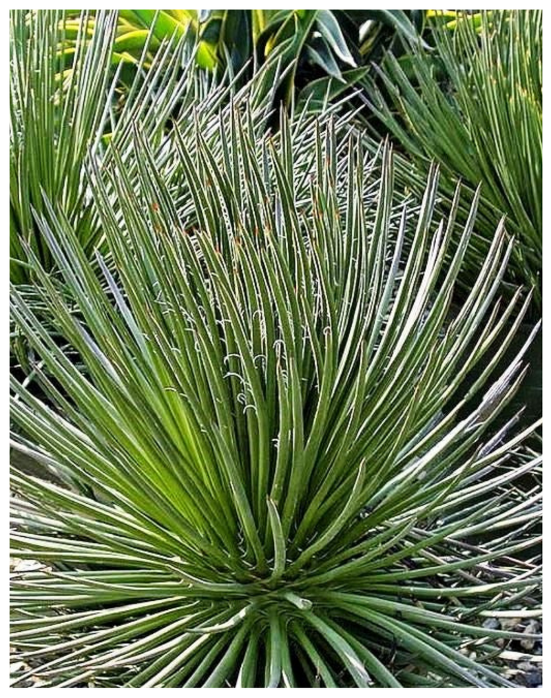 Plantogallery Twin flowered Agave(Agave geminiflora) succulent plant