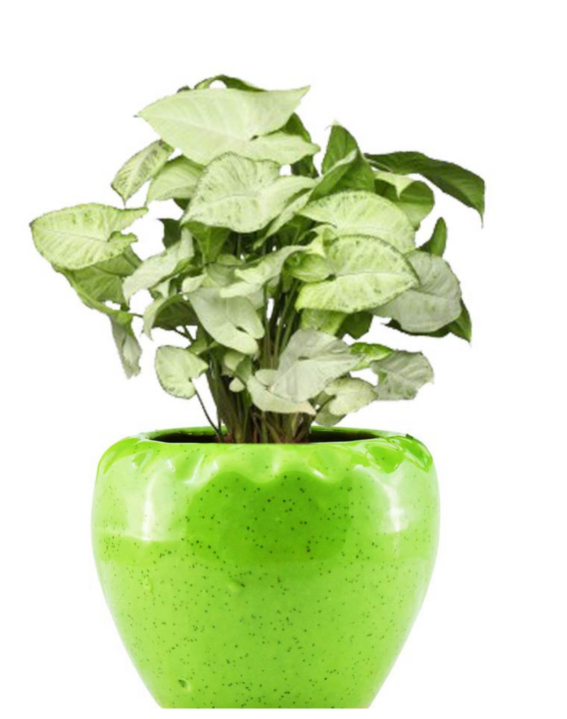 Plantogallery  Syngonium Air Purifying Indoor Plants (Light Green)