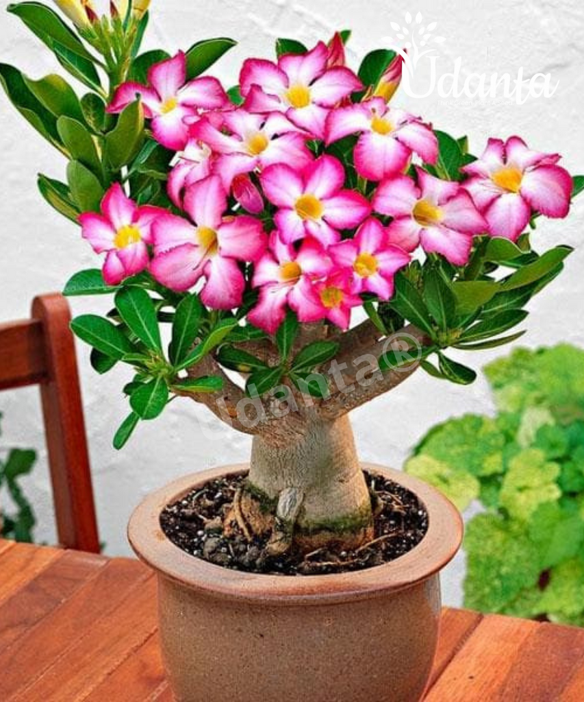 Mixed Color Desert Rose Seeds  Easy to Grow Adenium Obesum - Exotic Bonsai  Plant (20 Seeds) 