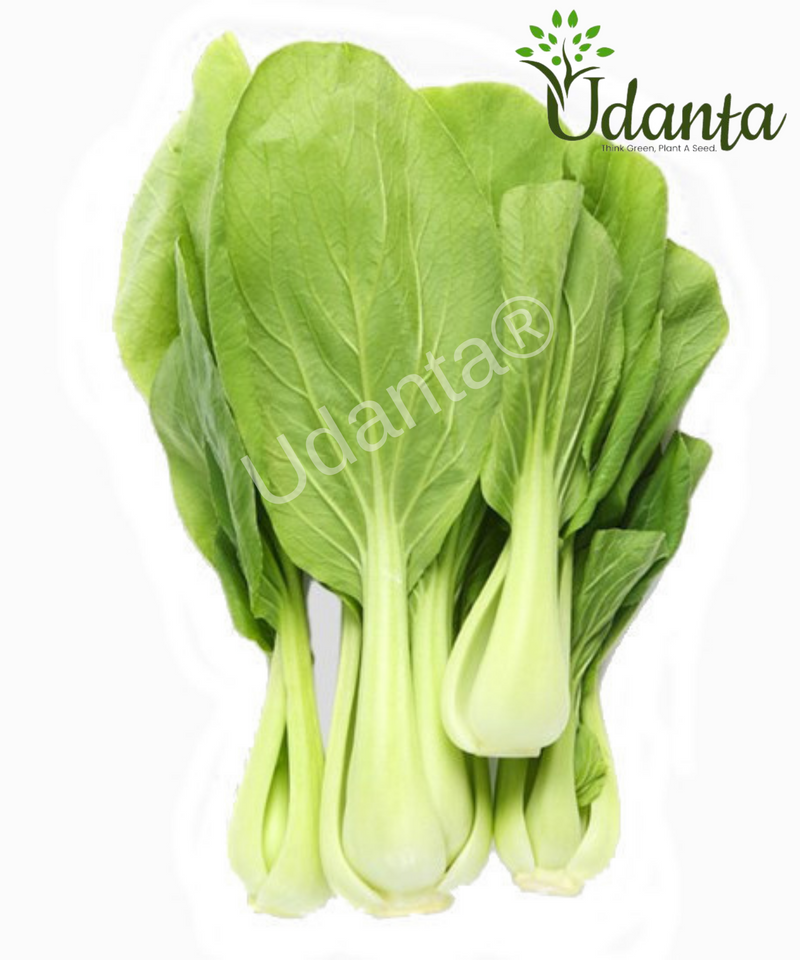 Plantogallery Pakchoi Vegetable Seeds For Home Gardening