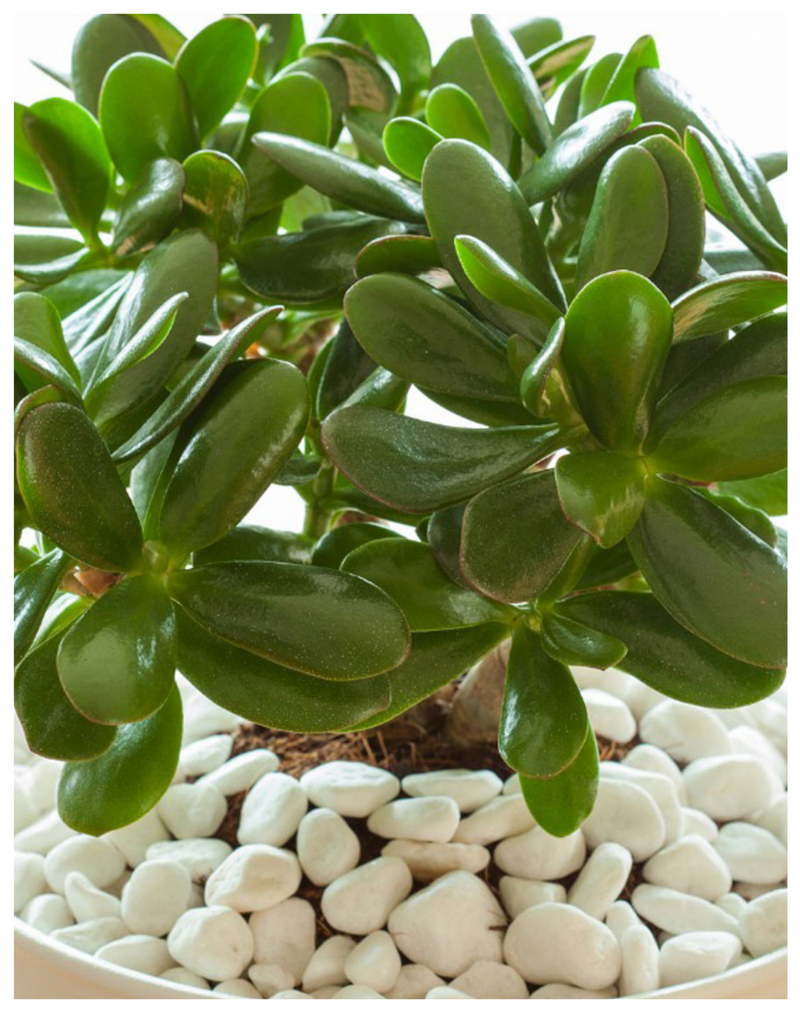 udanta-jade-plant-for-gifting-purpose