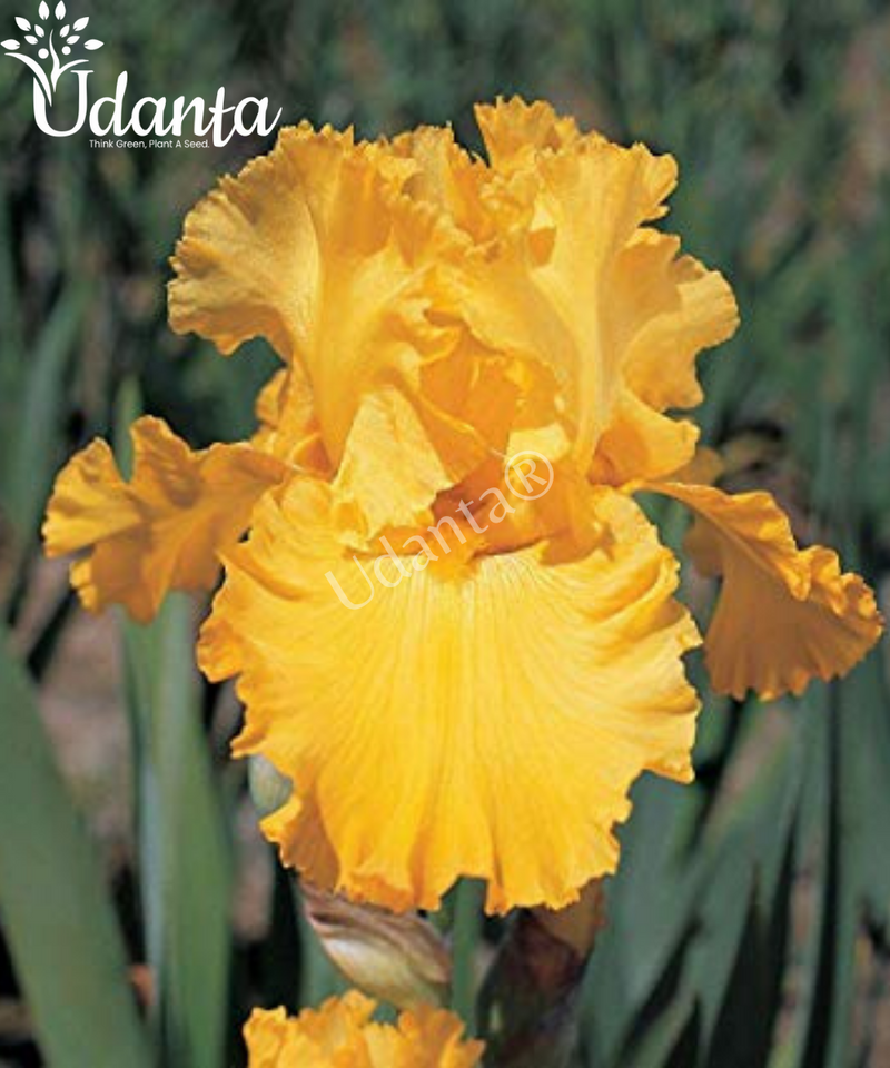 Iris-Strong-Gold-Imported-Flower-Bulbs-plantogallery-udanta