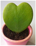 Plantogallery Sweet heart leaf ( Valentine hoya)  plant for gifting