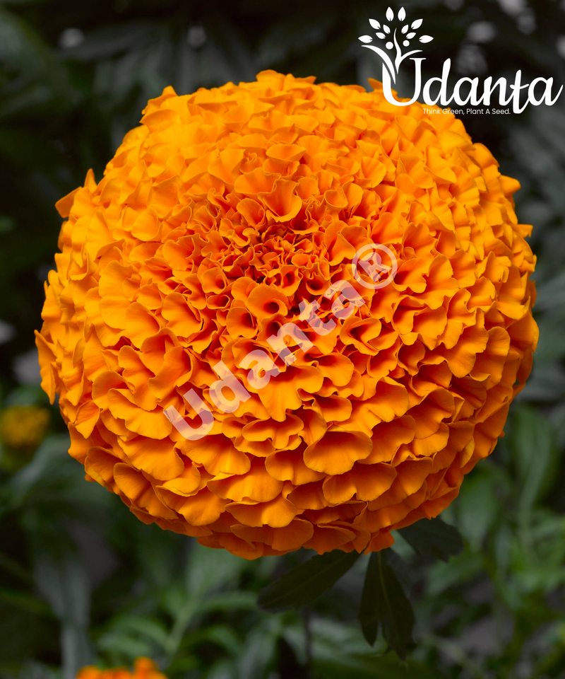 Plantogallery  Marigold F1 Hybrid orange  Color Flower Seeds