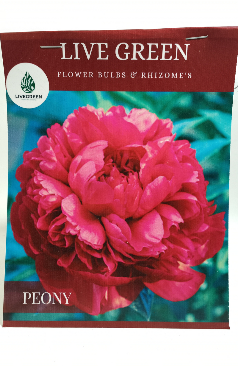 Peony "Command Performance" Imported Bulbs - Set of 1pcs (Red) By Live Green