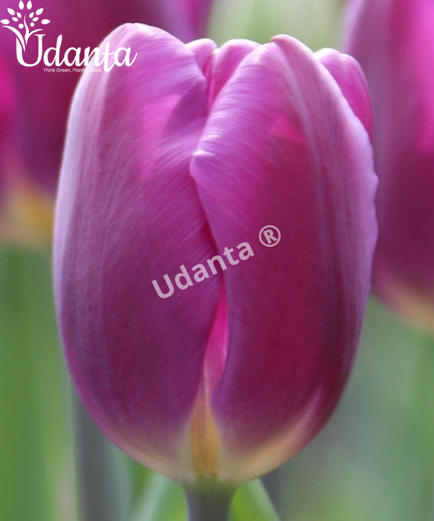 Tulip "Purple Flag" Imported Flower Bulbs - Pack of 5 Bulbs By Plantogallery