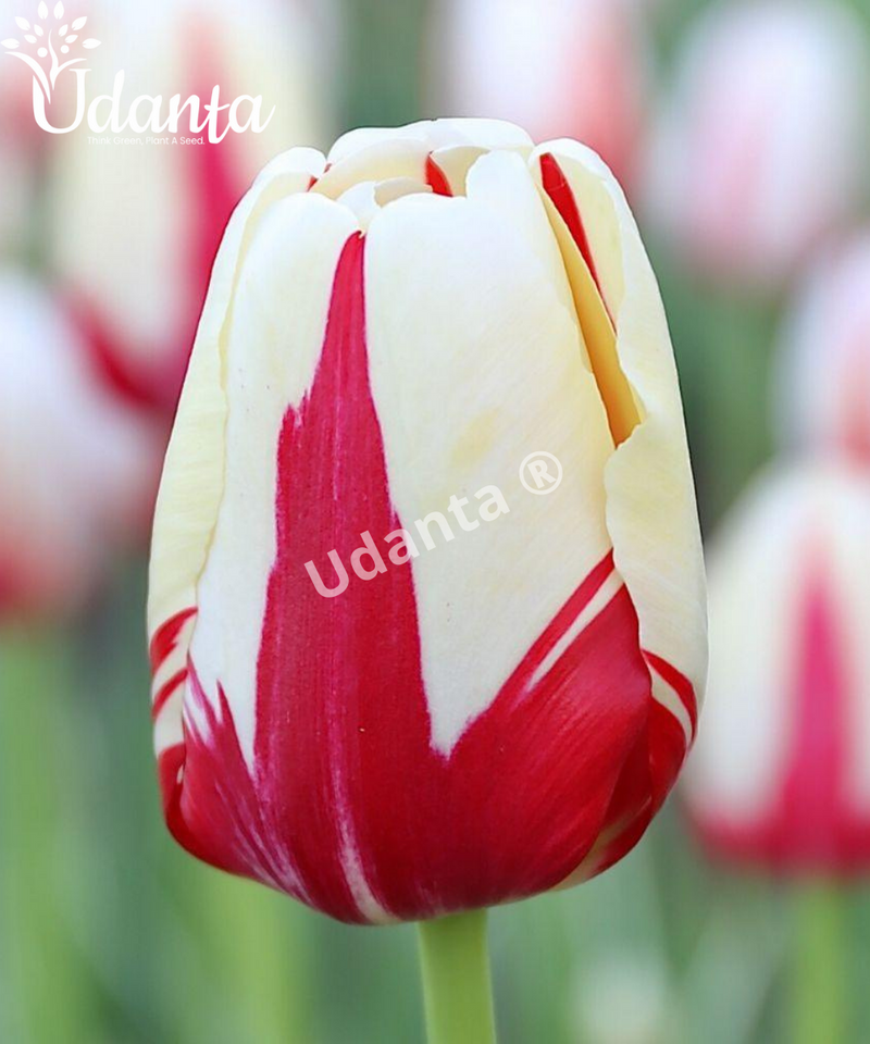 happy-generation-tulip-bulbs-by-plantogallery.