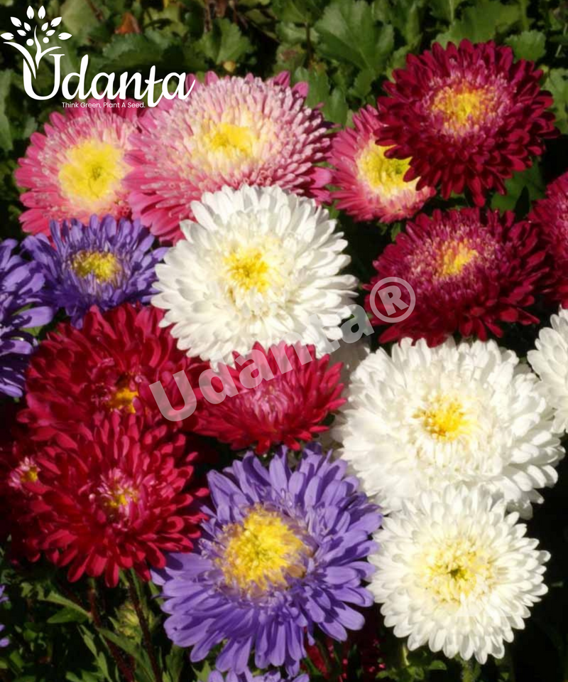 Plantogallery Aster Double Mixed Hybrid Flower Seeds