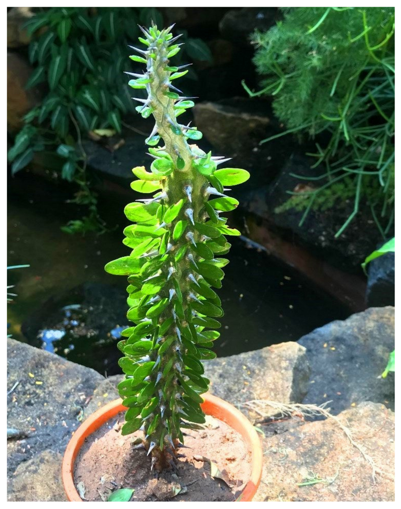 Plantogallery Alluadia procera (Madagascar ocotillo)  Succulent plant