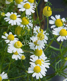 Plantogallery I Chamomile Herb Seeds