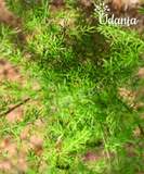 Plantogallery I Shatavari - Asparagus Racemosus Plants Seeds
