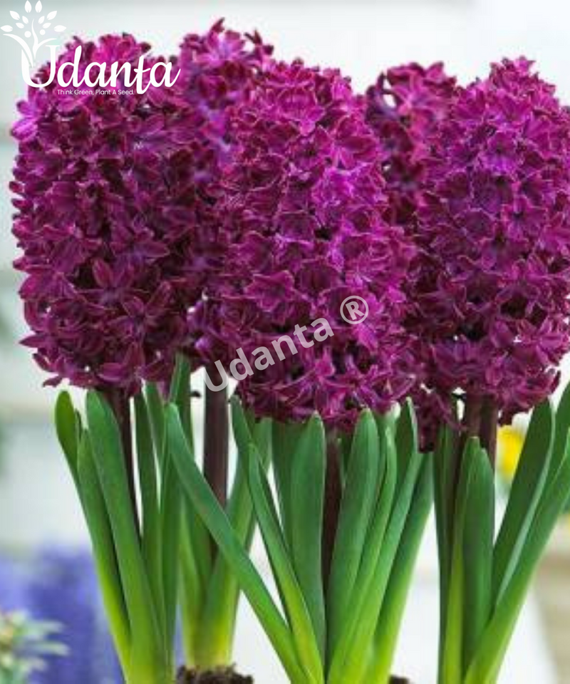 udanta-flower-bulb-hyacinth