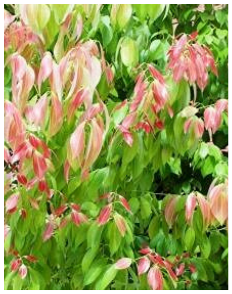 Plantogallery  Tej Patta Species Flower Plant for Home & All Season Plant