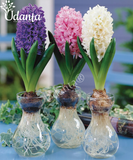 Hyacinth "Mix" Imported Flower Bulbs - Pack of 5 Bulbs By Plantogallery
