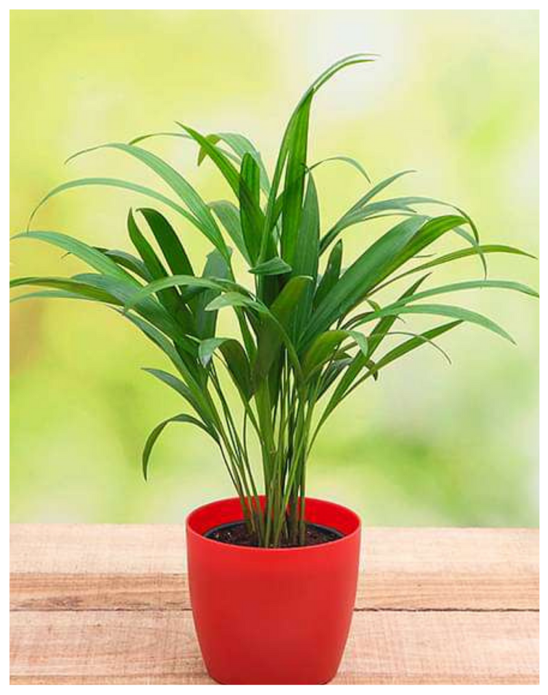 hpme-decoration-areca-palm-plant