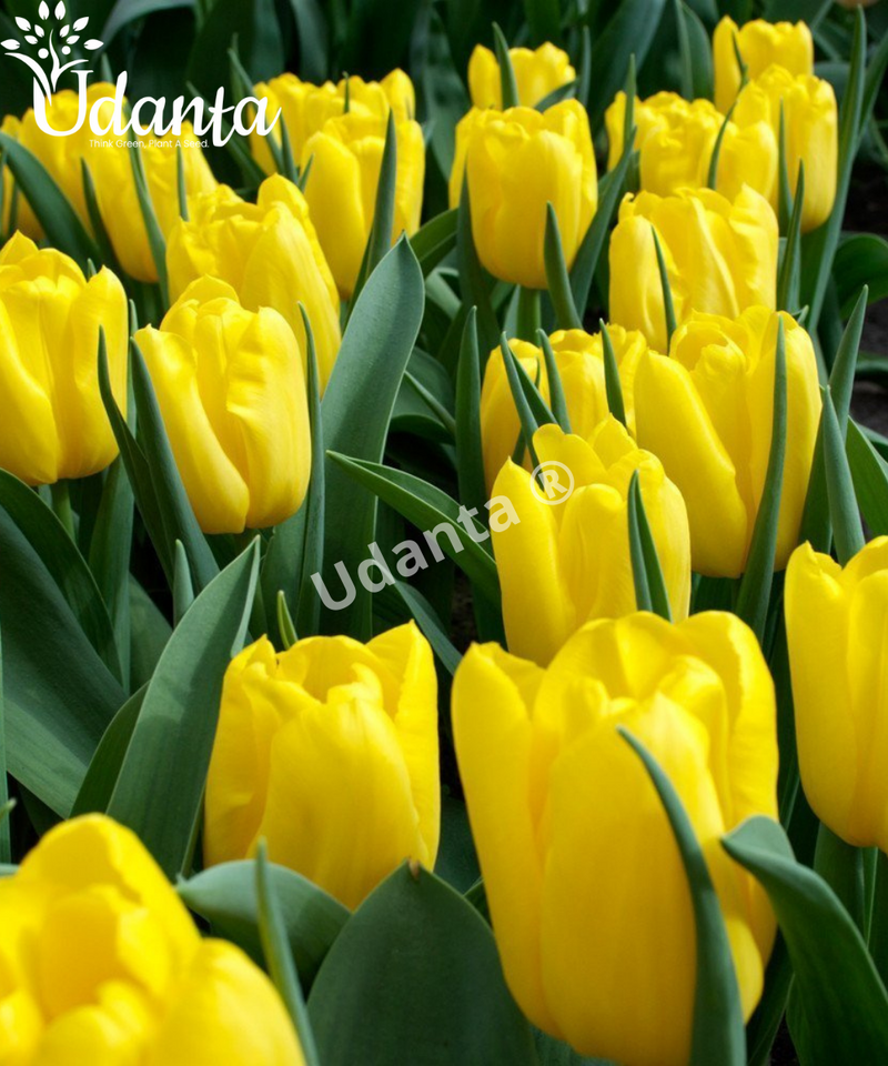 Tulip "Strong Gold" Imported Flower Bulbs - Pack of 5 Bulbs By Plantogallery