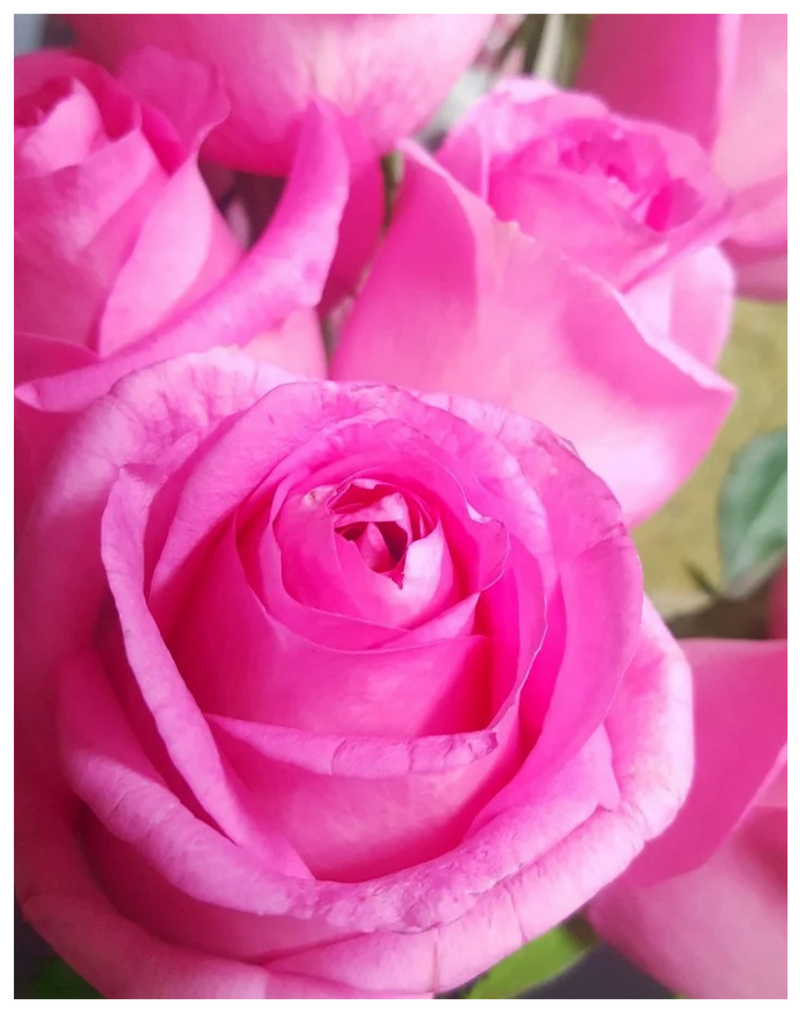 Plantogallery I English Pink Rose Flower For Home Décor & Indoor Plant