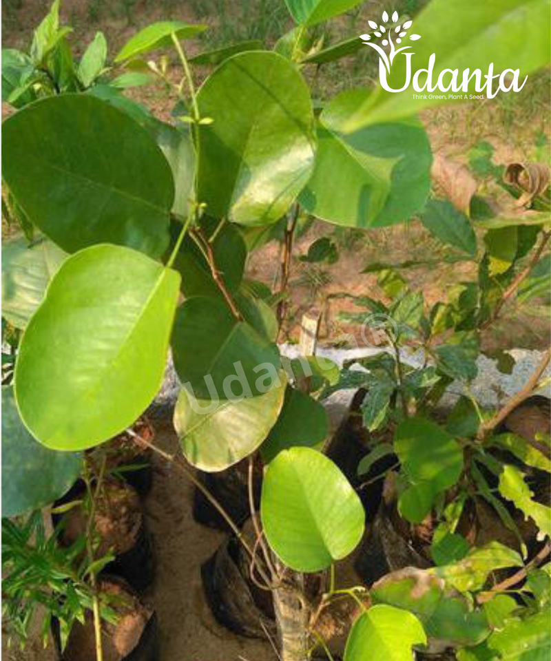 Plantogallery Red Chandan - Sandalwood, Pterocarpus santalinus Plants Seeds