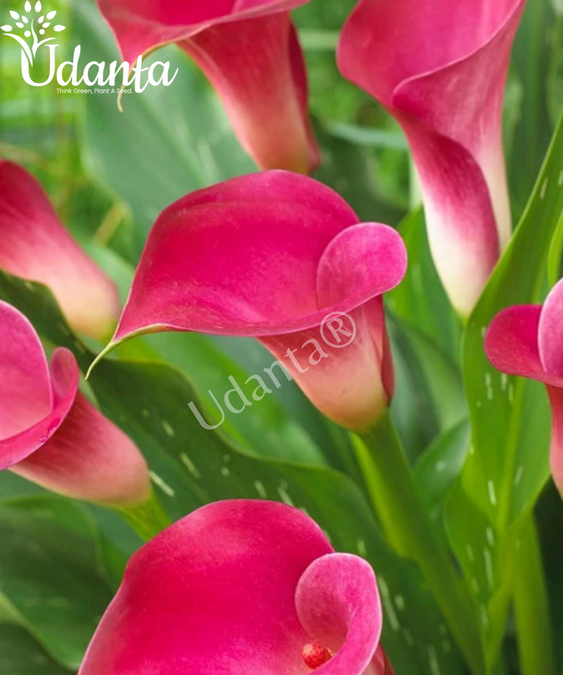 Calla Lily Flower Bulb Pink Colour Pack Of 5 Plantogallery