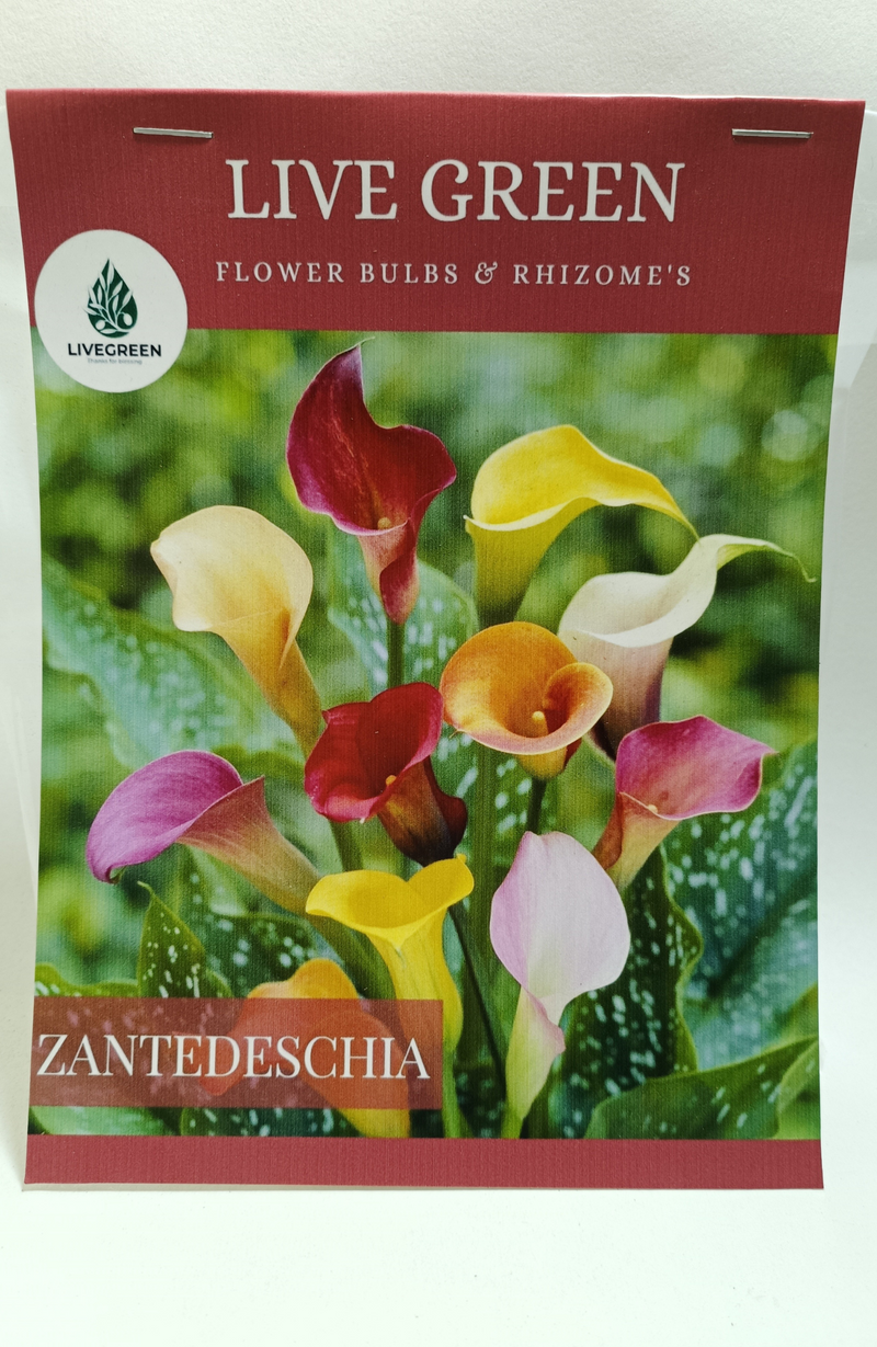 Calla Lily Zantedeschia Imported Bulbs - Set of 2pcs (Multicolor) Live Green