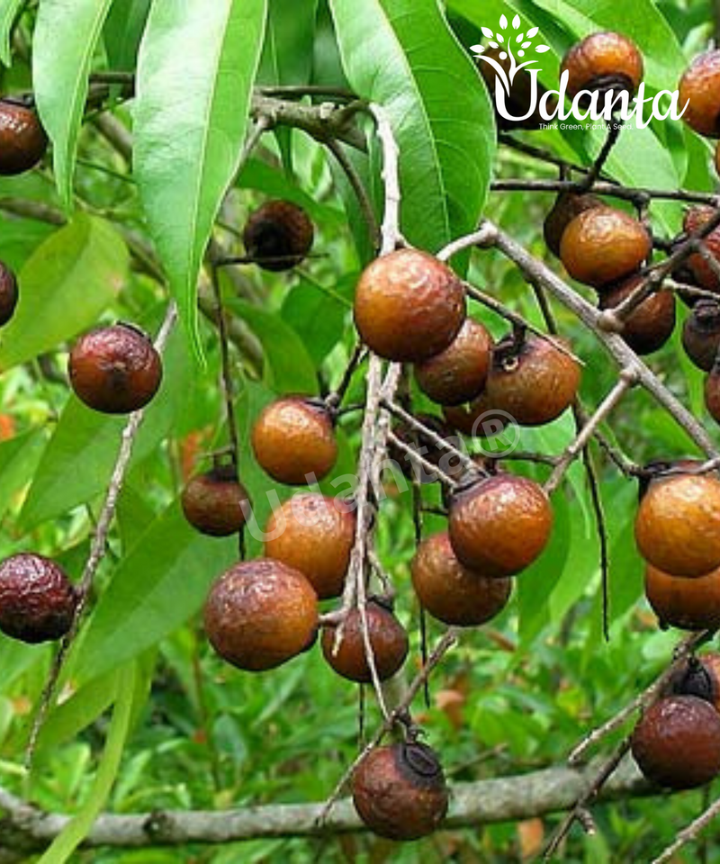 Plantogallery I Indian Soapberry – Reetha Plant Seeds