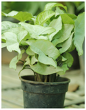 Plantogallery Syngonium -Podophyllum Air Purifying Indoor Plants (Light Silver)