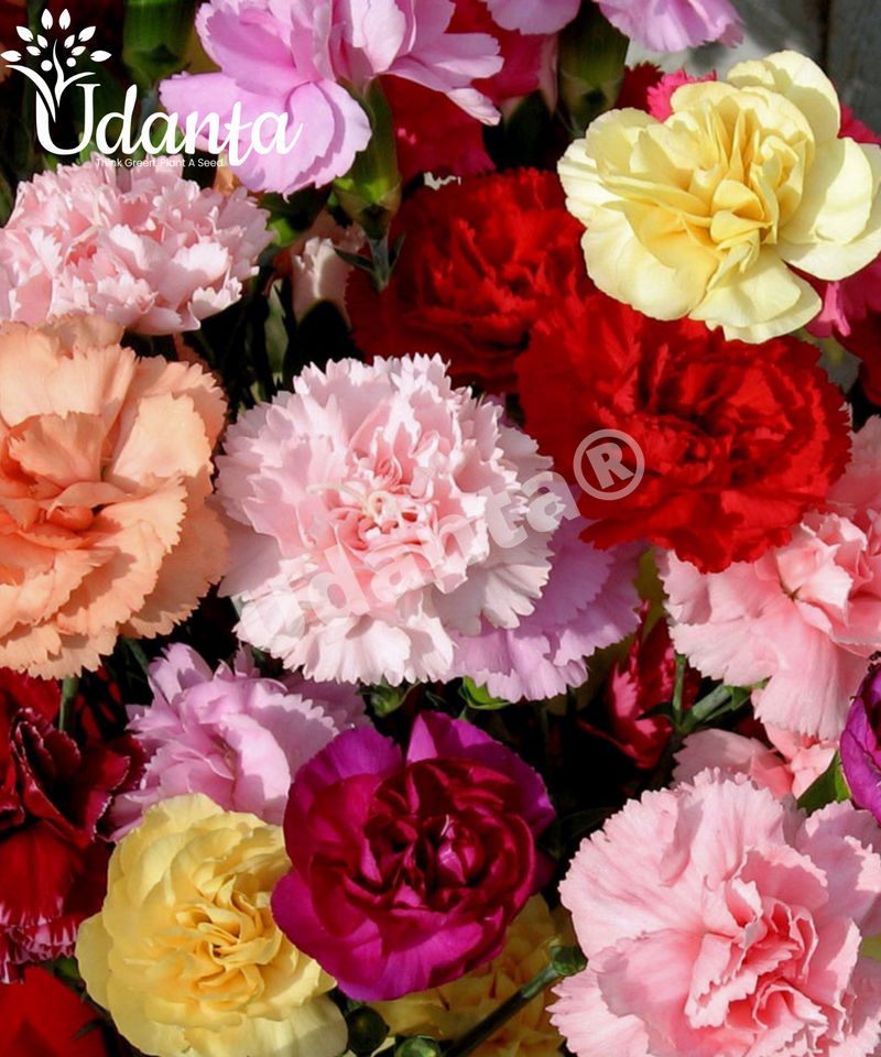 Plantogallery Carnation Rose Double Mixed Hybrid Flower Seeds