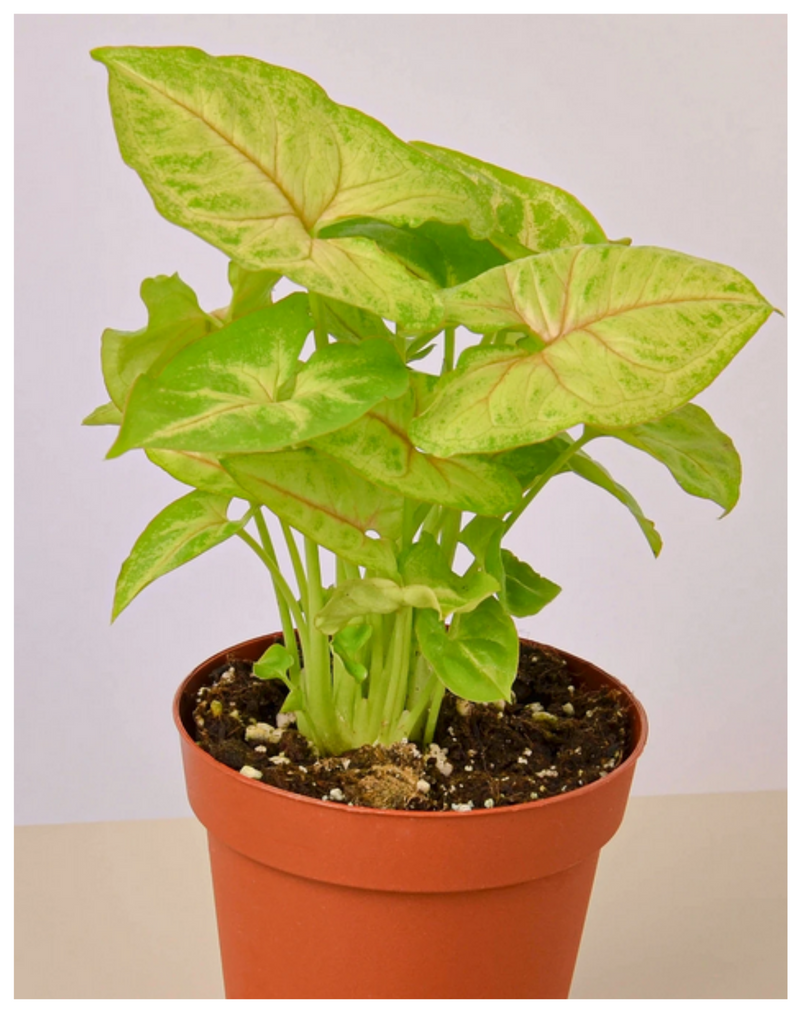 Plantogallery Syngonium Air Purifying Indoor Plants (Light Yellow)