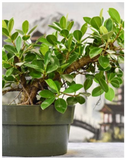 Plantogallery Ficus iceland Bonsai - Plant