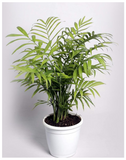 bamboo-palm-indoor-plant